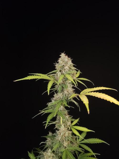 G.s.c auto 3. Week 6