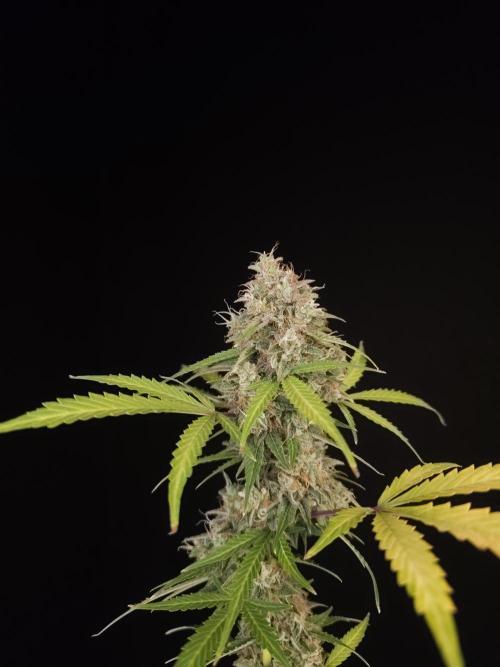 G.s.c auto 3. Week 6