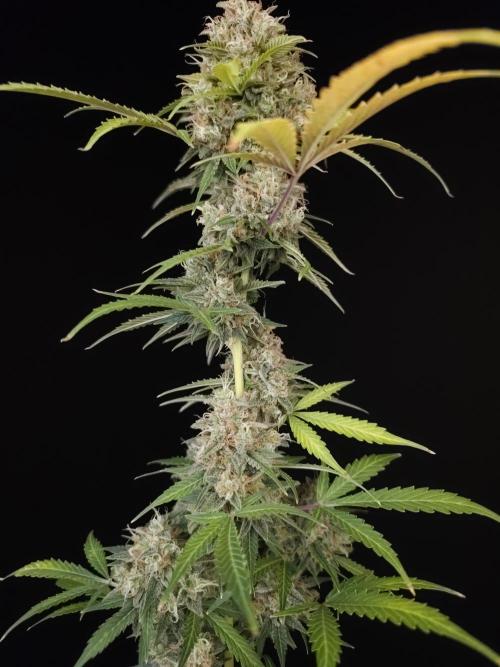 G.s.c auto 3. Week 6