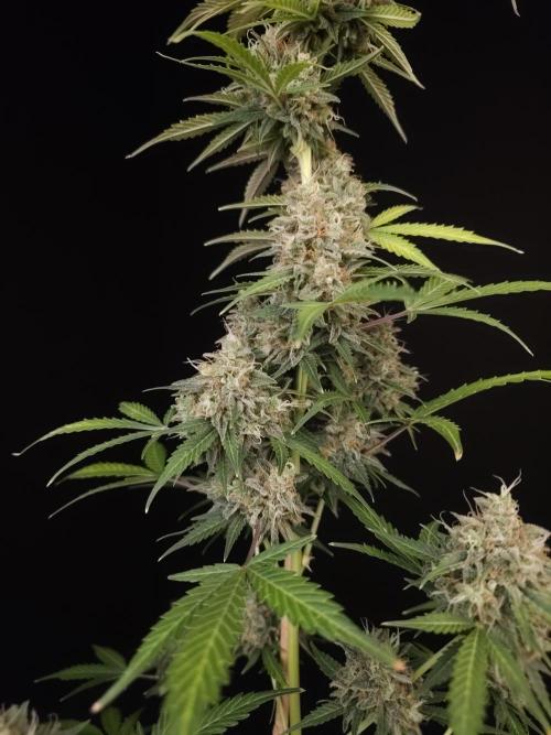 G.s.c auto 3. Week 6