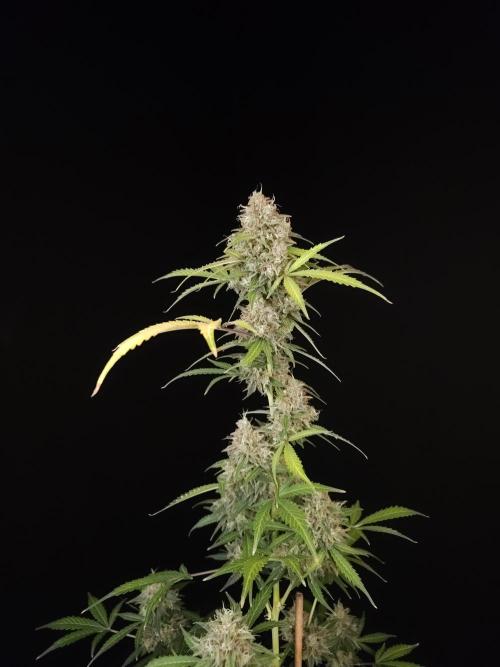 G.s.c auto 3. Week 6
