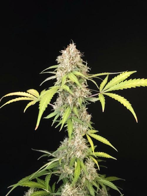 G.s.c auto 3. Week 6