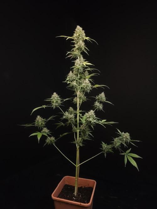 G.s.c auto 3. Week 7