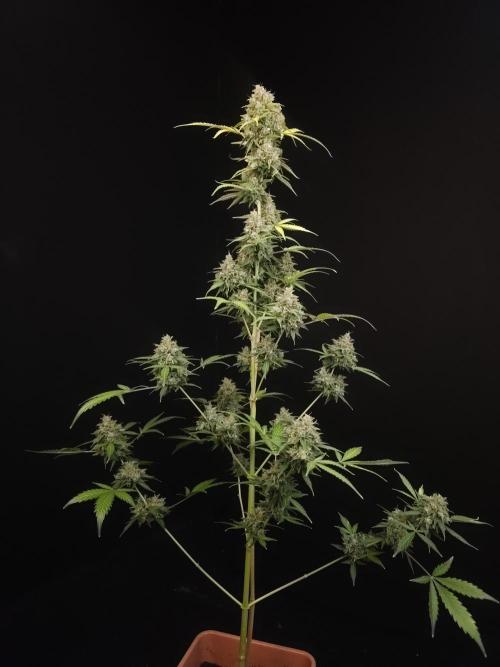 G.s.c auto 3. Week 7