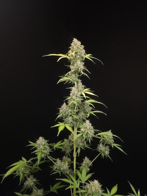 G.s.c auto 3. Week 7