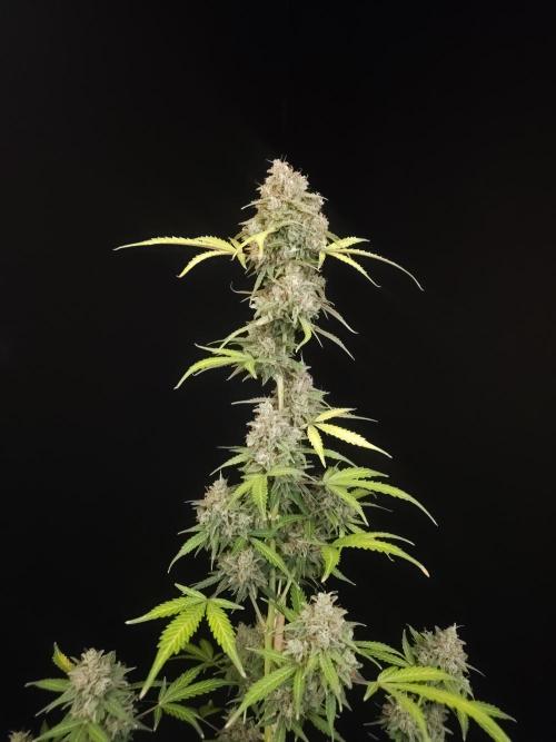 G.s.c auto 3. Week 7