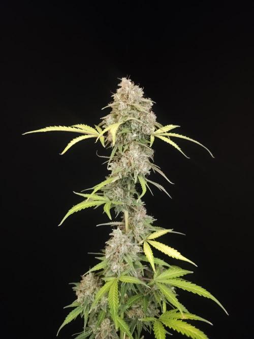 G.s.c auto 3. Week 7