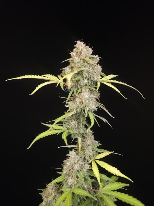 G.s.c auto 3. Week 7