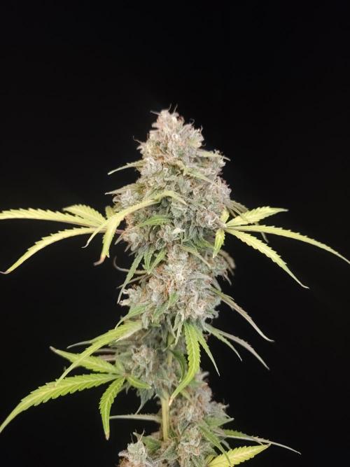 G.s.c auto 3. Week 7