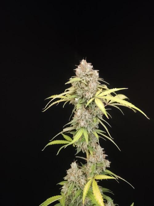 G.s.c auto 3. Week 7