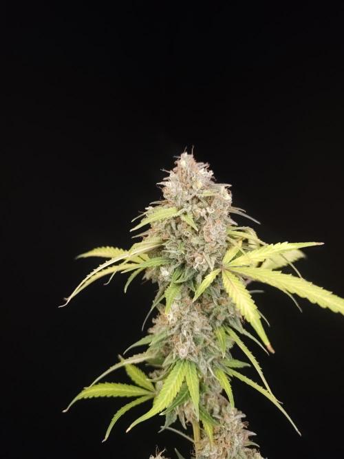 G.s.c auto 3. Week 7