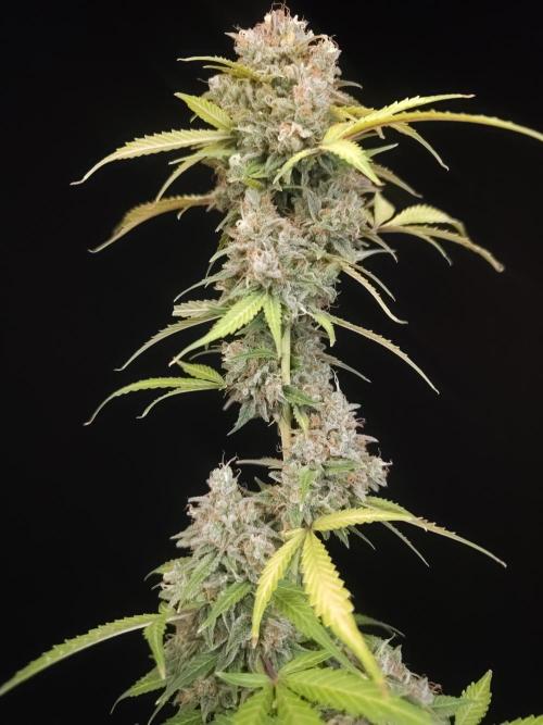 G.s.c auto 3. Week 7