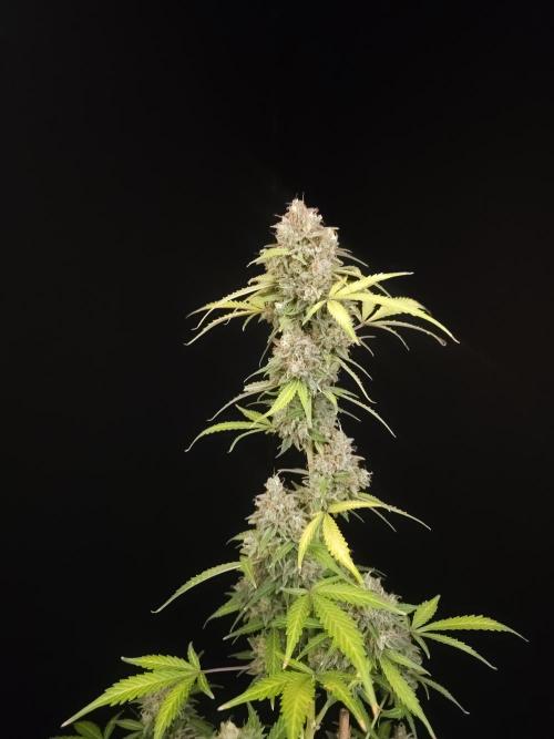 G.s.c auto 3. Week 7