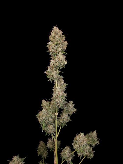 G.s.c auto 3. Week 8