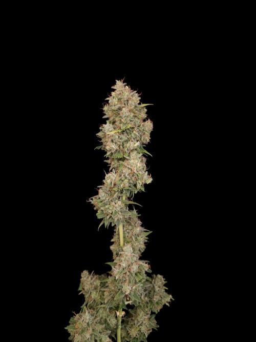 G.s.c auto 3. Week 8