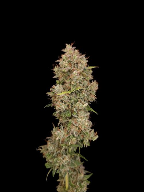 G.s.c auto 3. Week 8