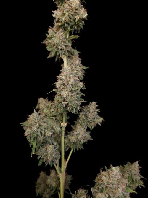 G.s.c auto 3. Week 8