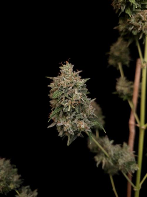 G.s.c auto 3. Week 8