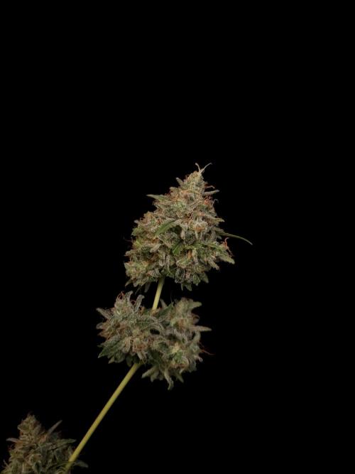 G.s.c auto 3. Week 8