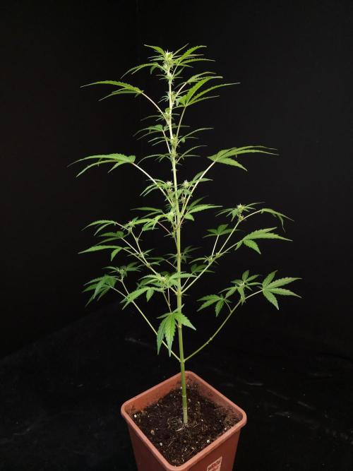 White Widow auto 3. Week 1