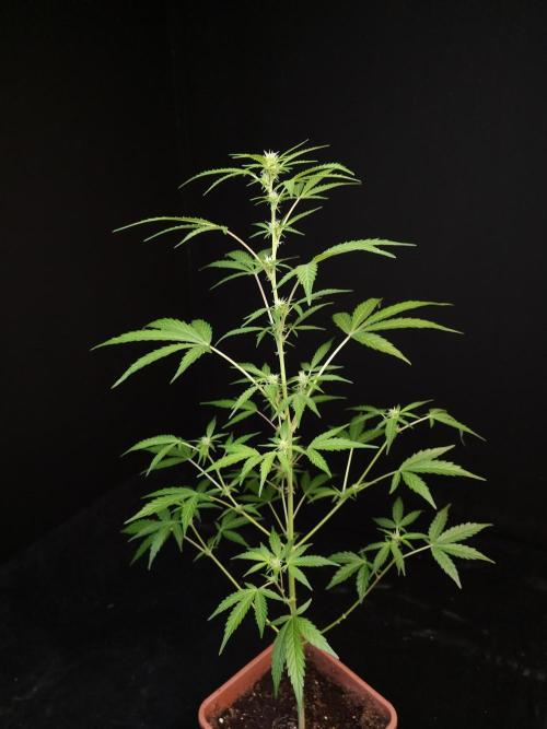 White Widow auto 3. Week 1