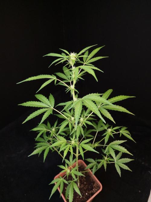 White Widow auto 3. Week 1