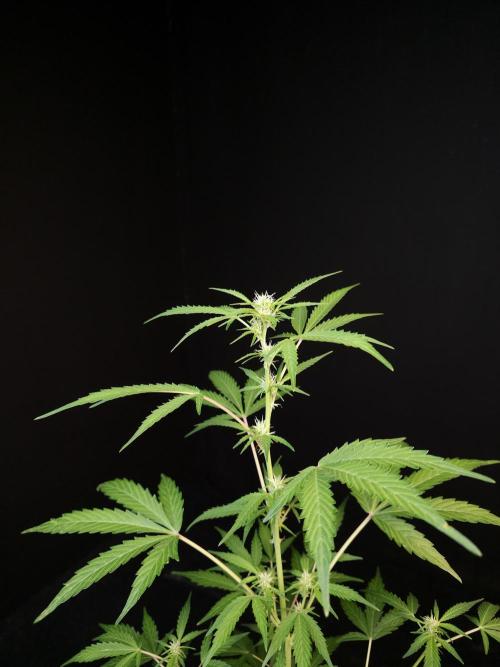 White Widow auto 3. Week 1