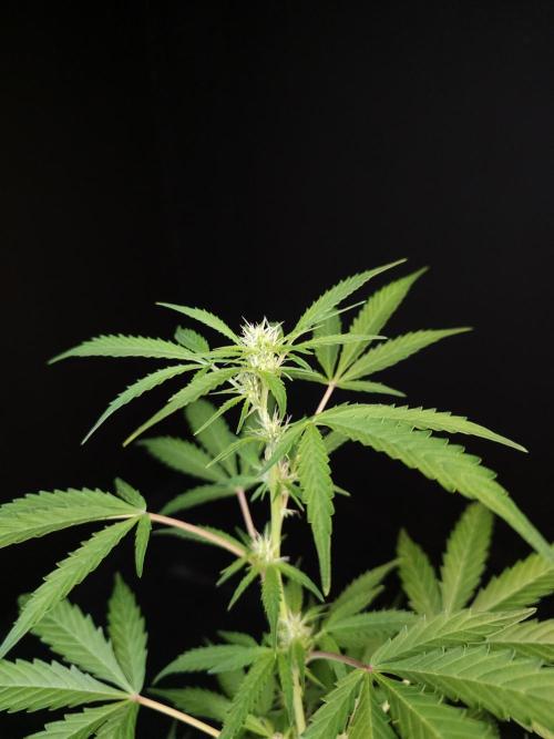 White Widow auto 3. Week 1
