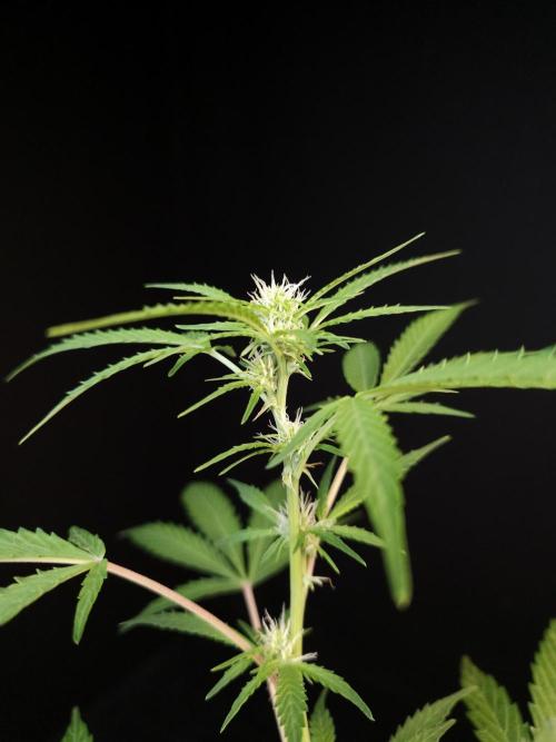 White Widow auto 3. Week 1