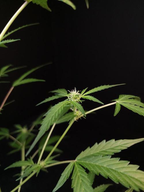 White Widow auto 3. Week 1