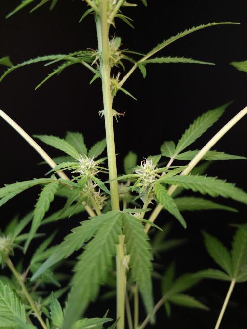 White Widow auto 3. Week 1