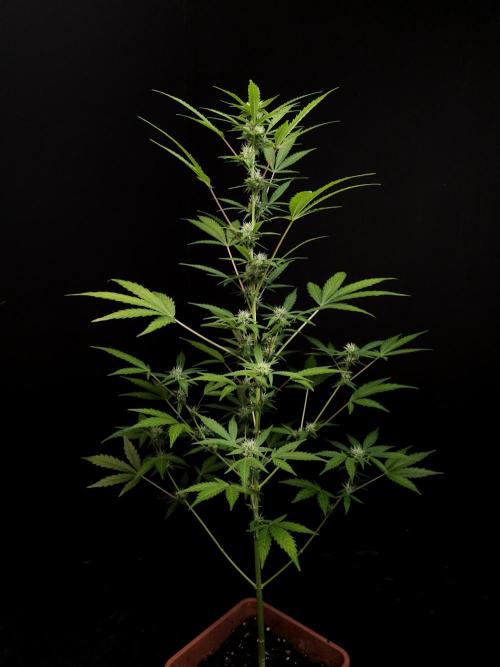 White Widow auto 3. Week 2