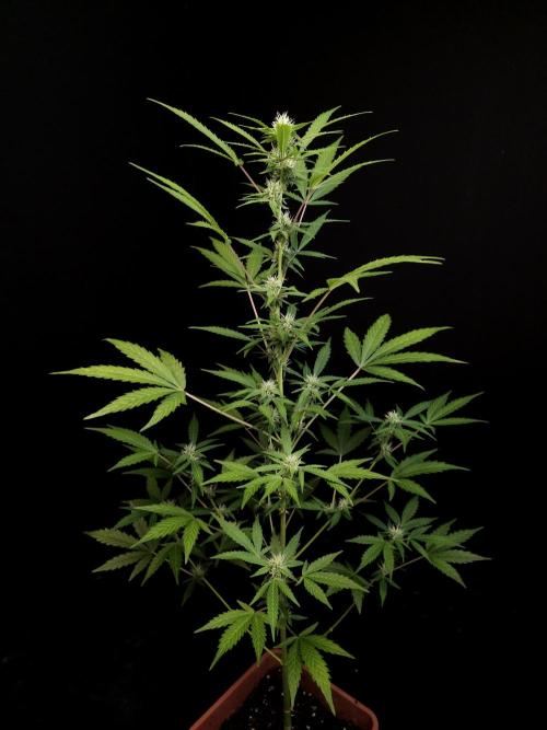 White Widow auto 3. Week 2