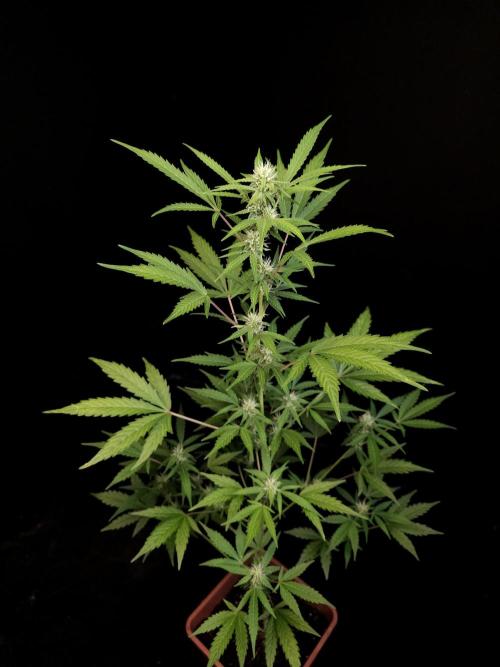 White Widow auto 3. Week 2