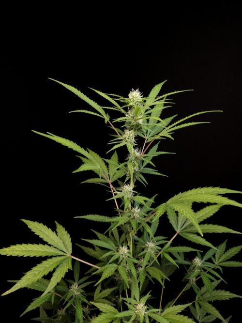 White Widow auto 3. Week 2