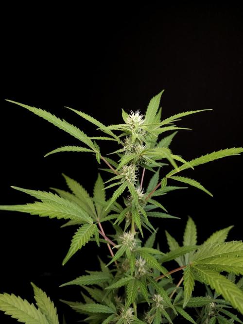 White Widow auto 3. Week 2