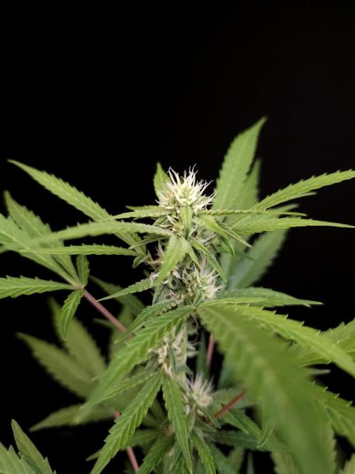 White Widow auto 3. Week 2