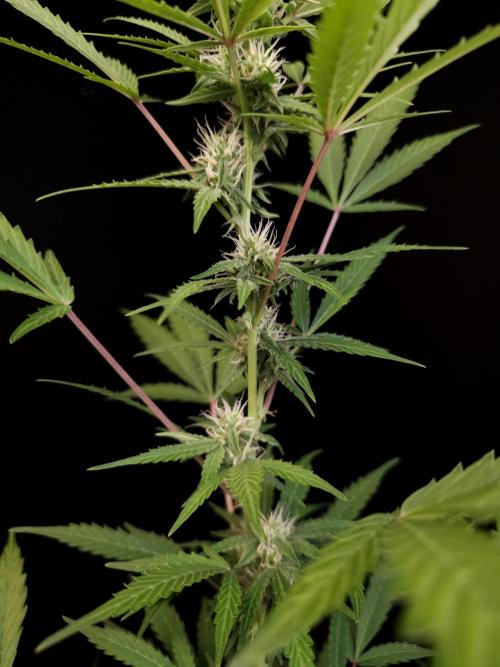 White Widow auto 3. Week 2