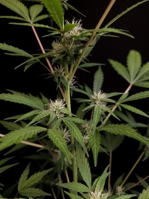 White Widow auto 3. Week 2