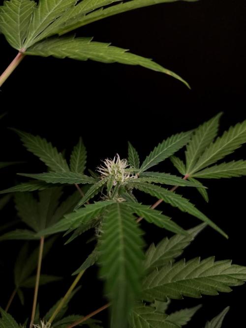White Widow auto 3. Week 2