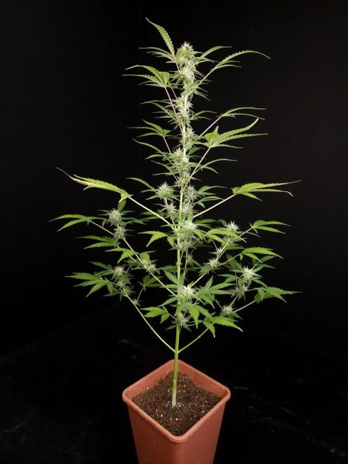 White Widow auto 3. Week 3