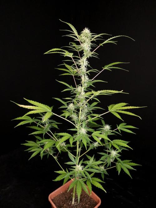 White Widow auto 3. Week 3