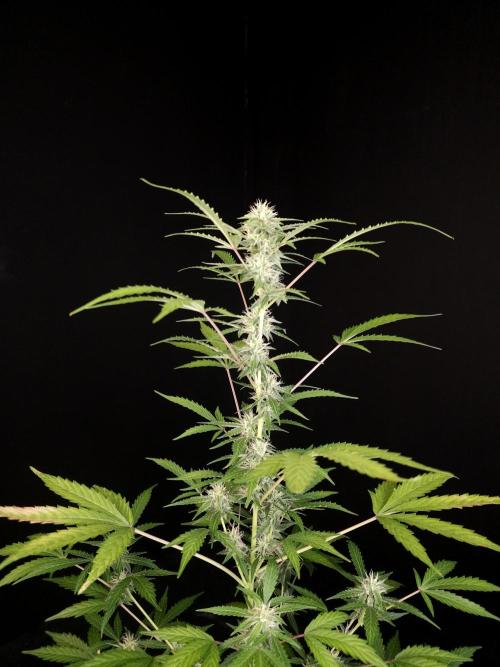 White Widow auto 3. Week 3