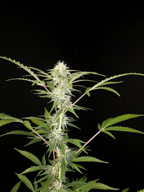 White Widow auto 3. Week 3