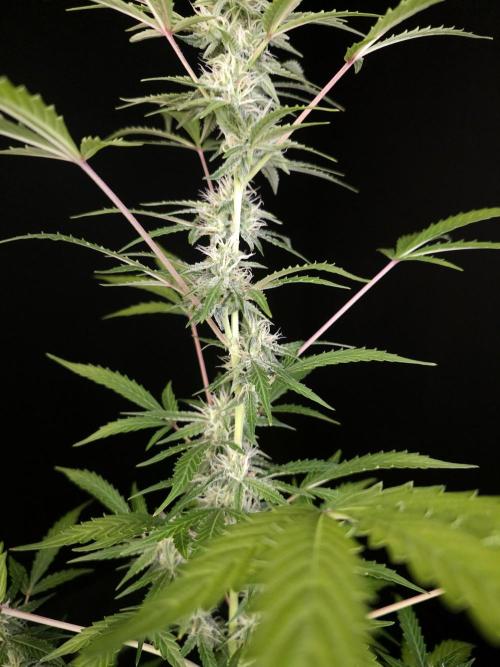 White Widow auto 3. Week 3