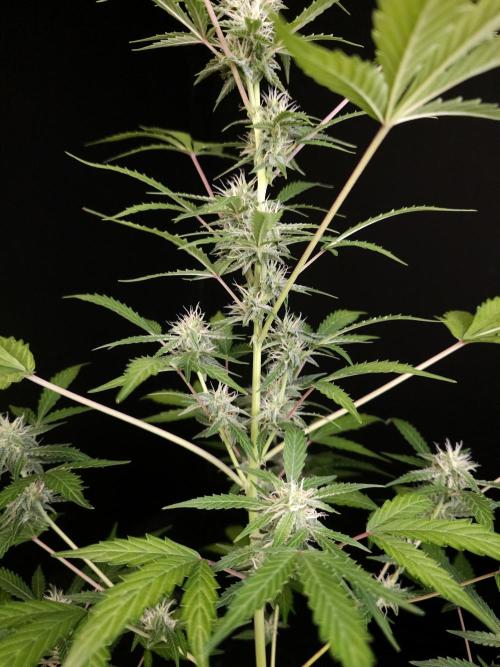 White Widow auto 3. Week 3