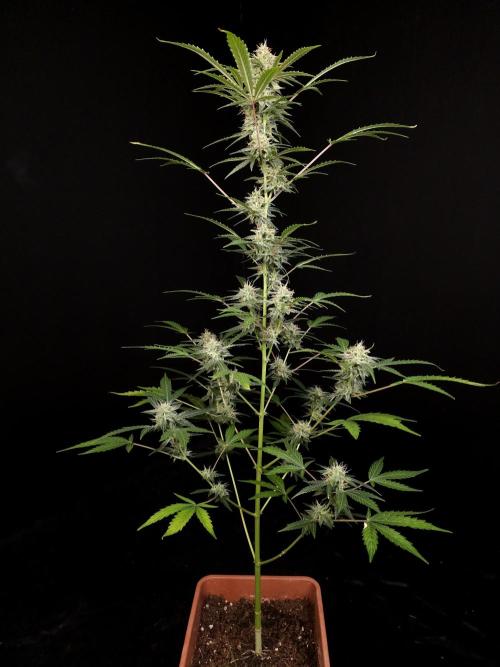 White Widow auto 3. Week 4