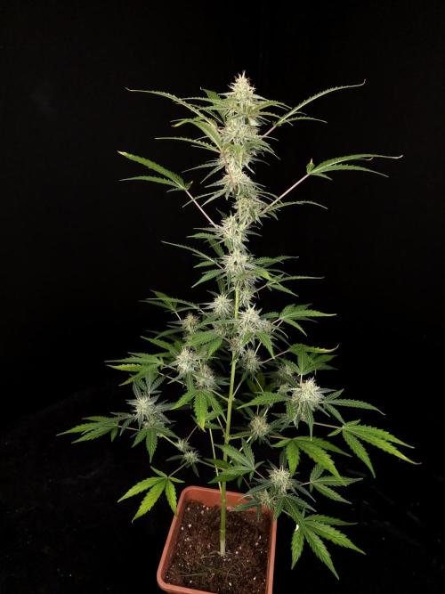 White Widow auto 3. Week 4