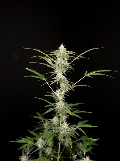 White Widow auto 3. Week 4