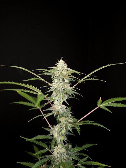 White Widow auto 3. Week 4